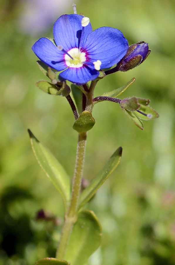 Veronica fruticans / Veronica fruticosa
